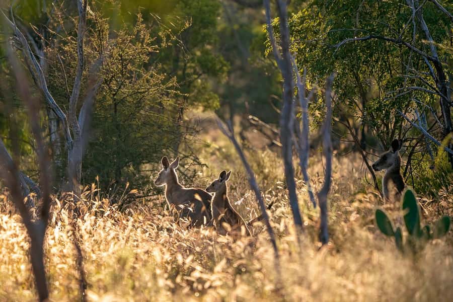 Sydney: Blue Mountains Kangaroos, Wilderness and Sunset Tour - Sublime Point and the traditional Aussie lunch