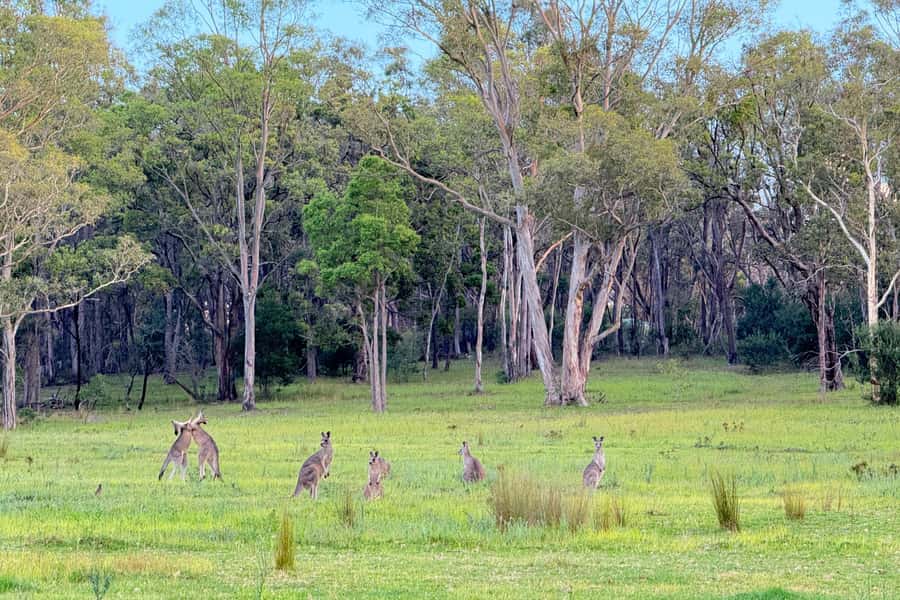 Sydney: Blue Mountains Kangaroos, Wilderness and Sunset Tour - Govetts Leap and the power of the sandstone country