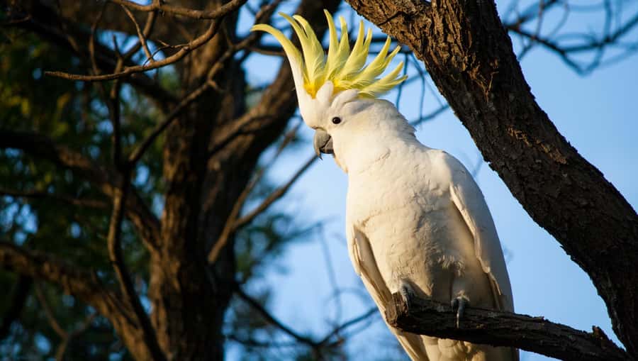 Sydney: Blue Mountains Kangaroos, Wilderness and Sunset Tour - Short walks through rainforest, eucalyptus, and fire-affected bush
