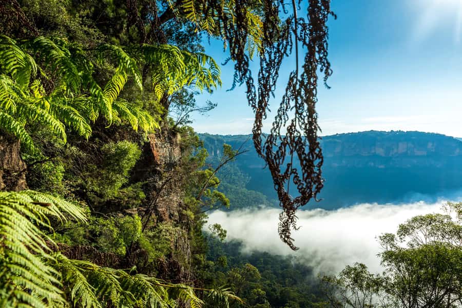 Sydney: Blue Mountains Late Start, Walks Waterfalls & Koalas - Who will enjoy the late-start format most