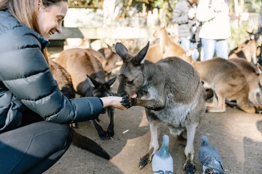 Sydney: Blue Mountains Scenic World, Wildlife Park and Lunch - Why this Blue Mountains day works so well