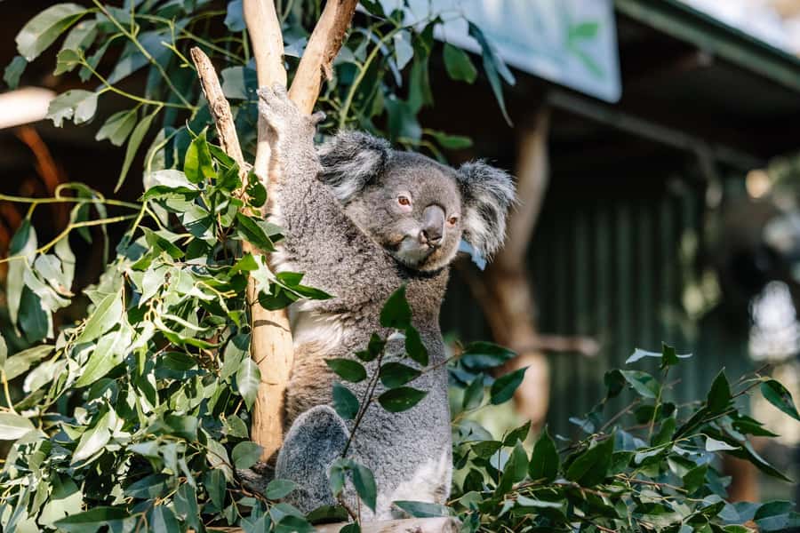 Sydney: Blue Mountains Scenic World, Wildlife Park and Lunch - Who should book this day tour?