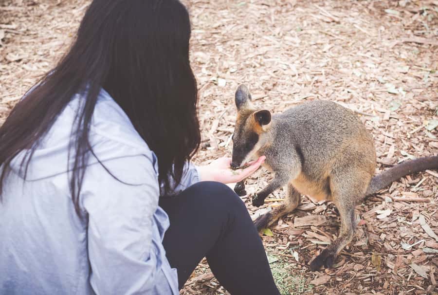 Sydney: Blue Mountains Wildlife & Bushwalk Small-Group Tour - A guided walk around Wentworth Falls