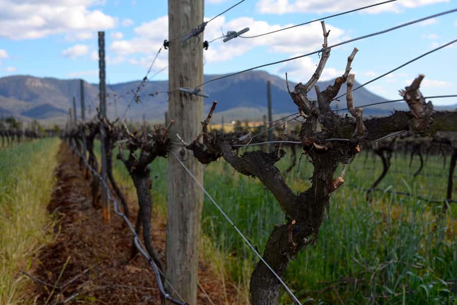 Sydney: Chef-Led Hunter Valley Food & Wine Tour - Who should book this experience?