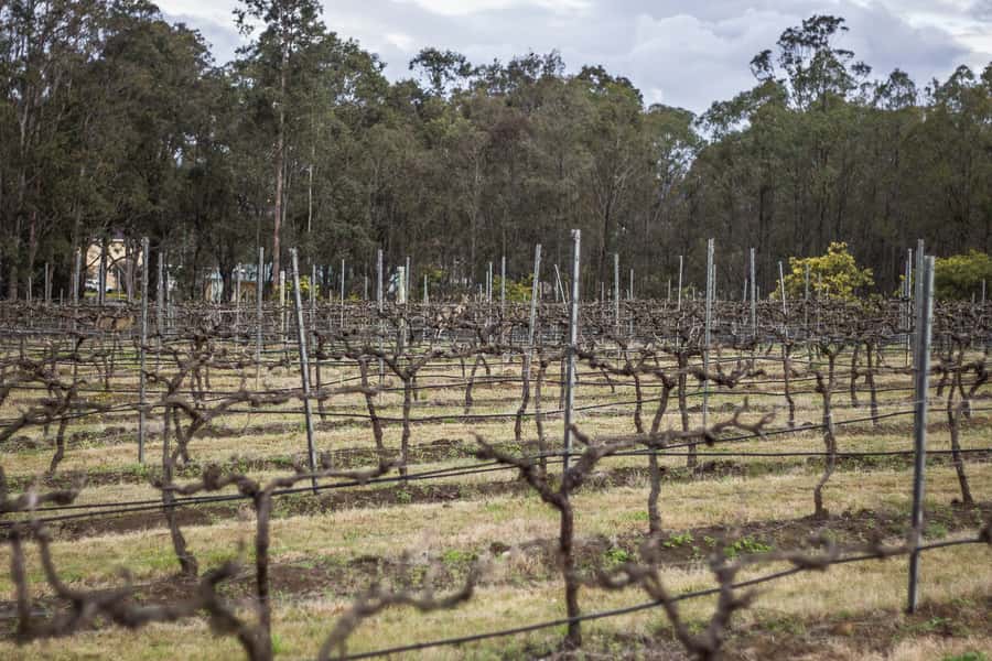 Sydney: Chef-Led Hunter Valley Food & Wine Tour - A lunch that is more than a winery meal