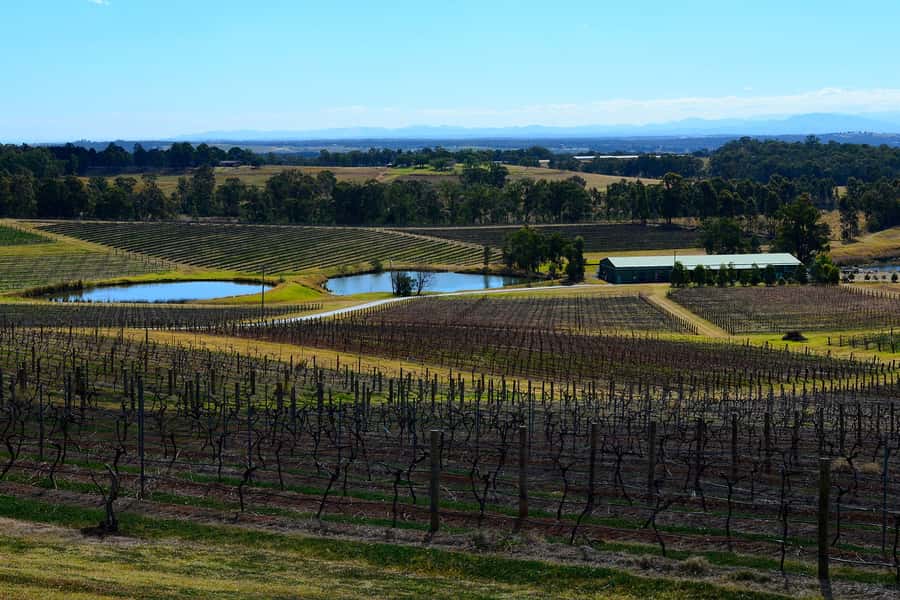 Sydney: Chef-Led Hunter Valley Food & Wine Tour - The Sydney Fish Market sets the tone