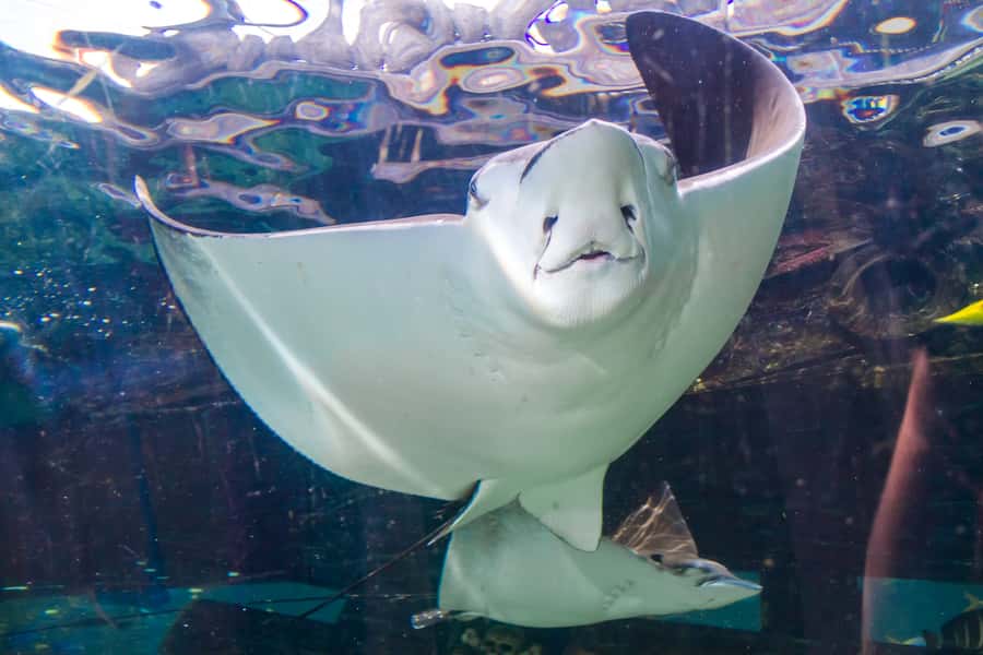 Sydney: Combo Pass for 2, 3, or 4 Top City Attractions - Madame Tussauds and the red-carpet stop