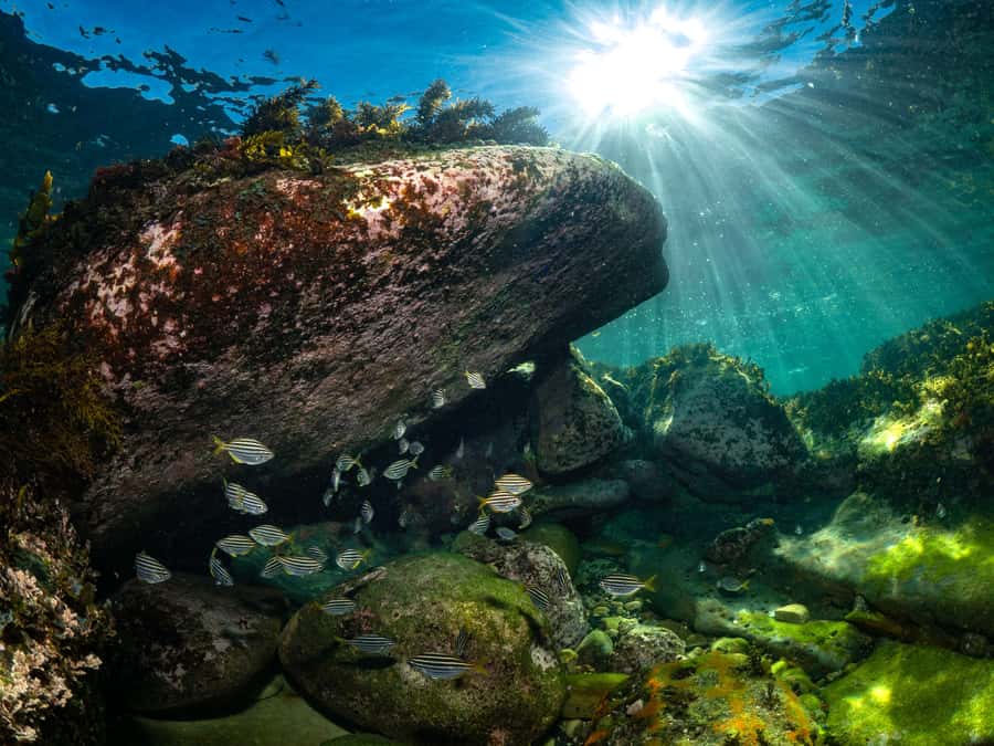Sydney: Discover Scuba Dive at Australia's most Iconic Beach - What makes Bondi more than a beach photo stop