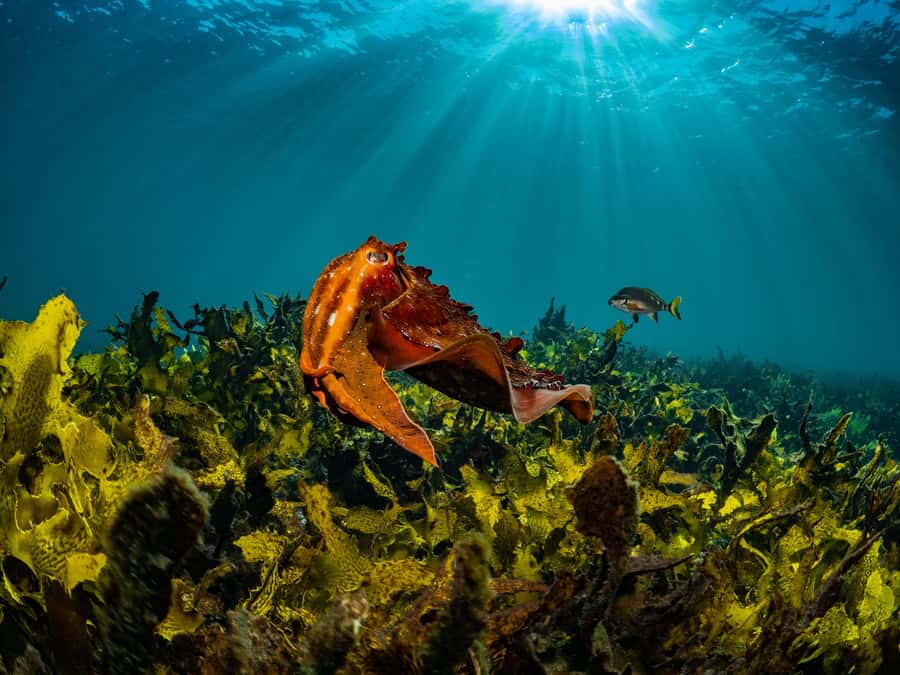 Sydney: Discover Scuba Dive at Australia's most Iconic Beach - Who will enjoy this experience most