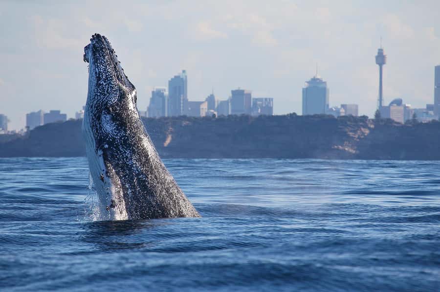 Sydney: Discovery Whale Watching Tour by Catamaran - Key points before you book