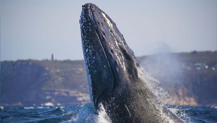 Sydney: Discovery Whale Watching Tour by Catamaran - From Aquarium Wharf to the open ocean