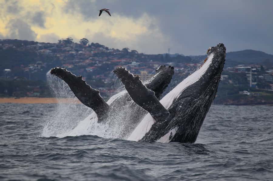 Sydney: Discovery Whale Watching Tour by Catamaran - What the whale search is really like