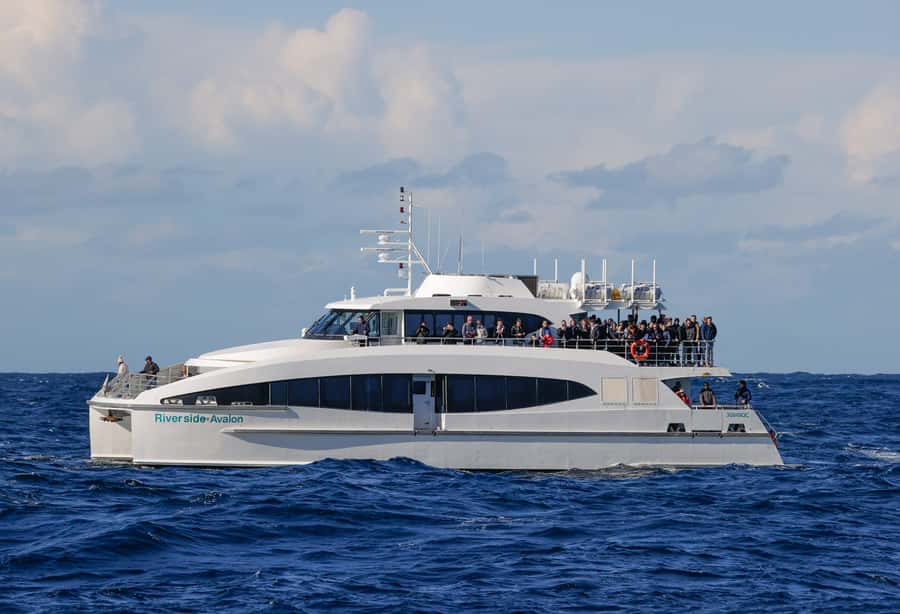 Sydney: Discovery Whale Watching Tour by Catamaran - Photos, drinks, and the details that help