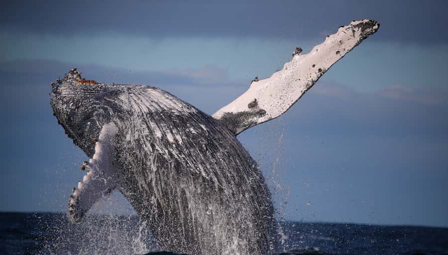 Sydney: Discovery Whale Watching Tour by Catamaran - A purpose-built catamaran made for viewing