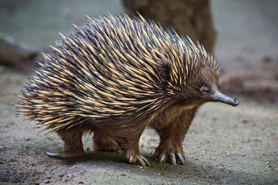Sydney: Featherdale Wildlife Park Private Tour - Practical tips for making the two hours count