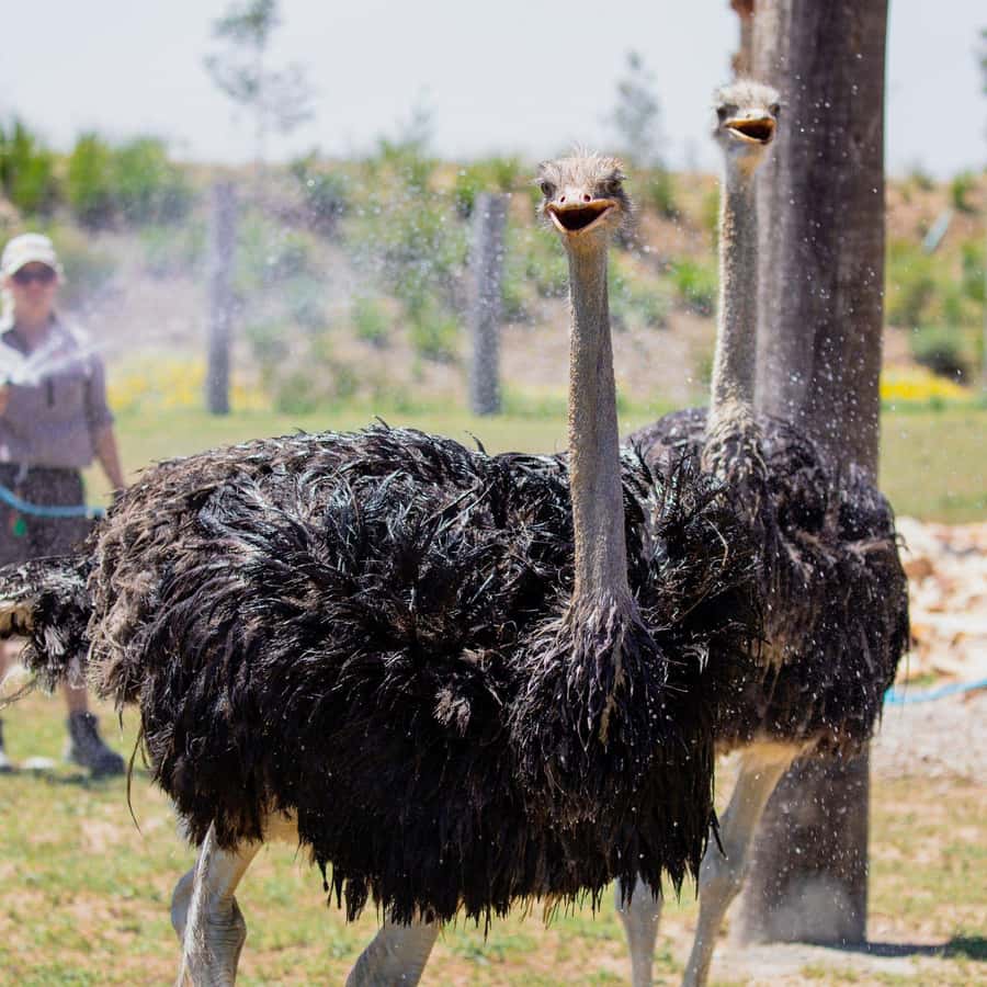 Sydney: Featherdale Wildlife Park Private Tour - What the four-hour outing really includes