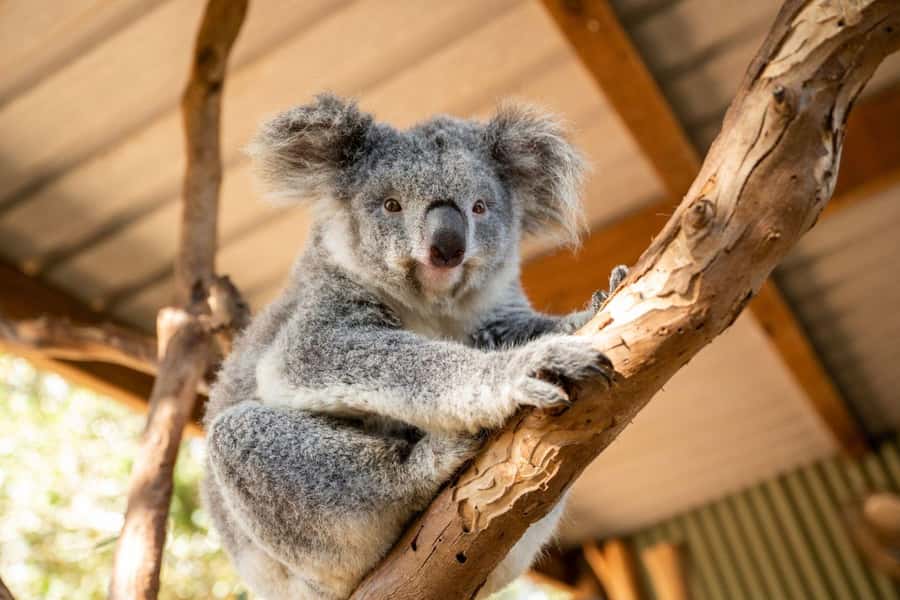 Sydney: Featherdale Wildlife Park Private Tour - Two hours with kangaroos, wallabies, and wombats