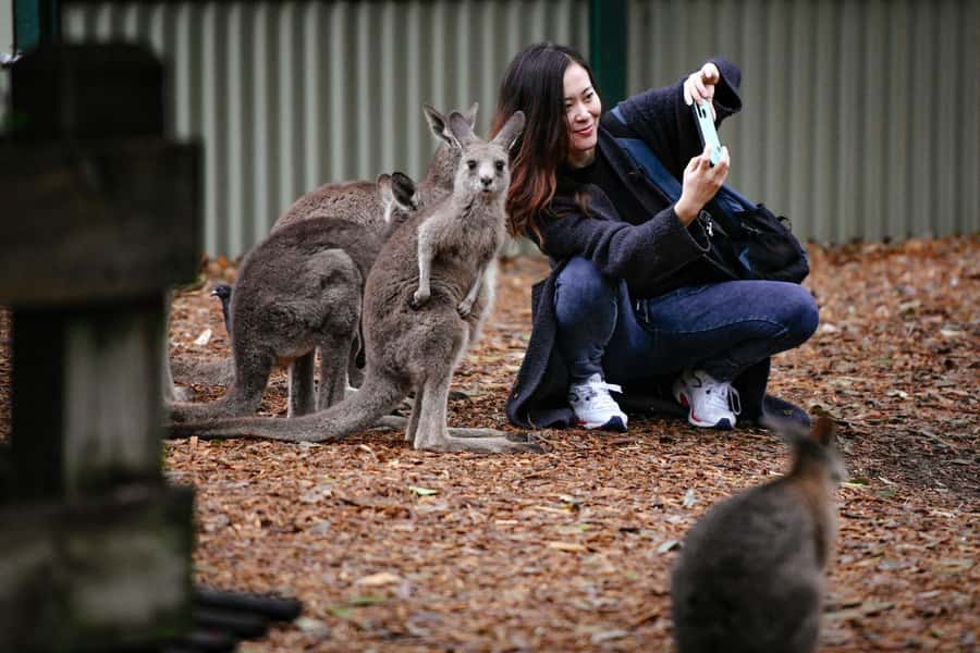 Sydney: Featherdale Wildlife Park Private Tour - Is $211 per person fair value?