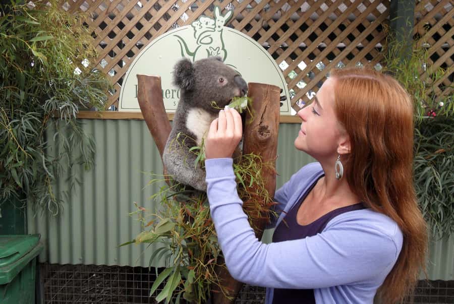 Sydney: Featherdale Wildlife Park Private Tour - Leaving Sydney with a private driver