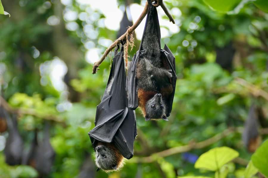 Sydney: Flying Fox Tour, Australia's Largest Bats - Key points at a glance