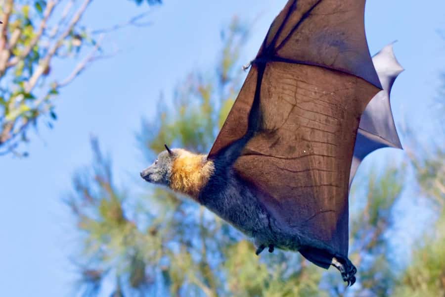 Sydney: Flying Fox Tour, Australia's Largest Bats - Why these flying foxes are worth your morning