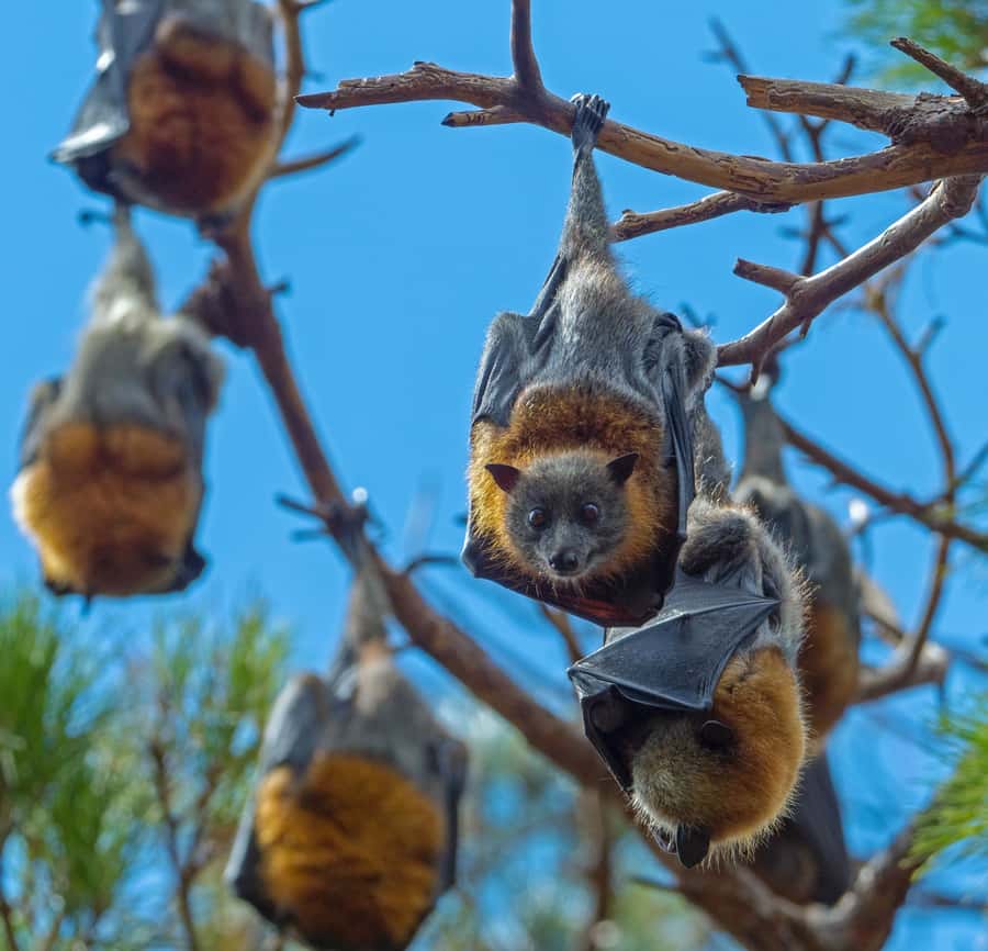 Sydney: Flying Fox Tour, Australia's Largest Bats - The 75-minute bat viewing stop