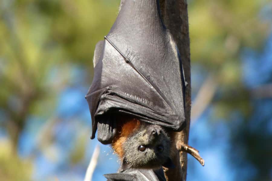 Sydney: Flying Fox Tour, Australia's Largest Bats - The camera setup is a major advantage