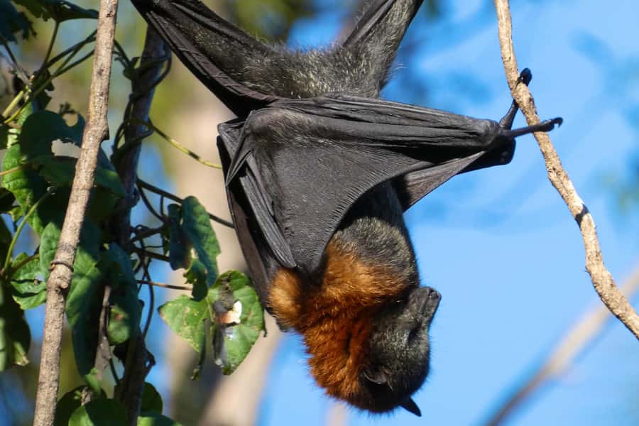 Sydney: Flying Fox Tour, Australia's Largest Bats - The ride back and how to plan your day