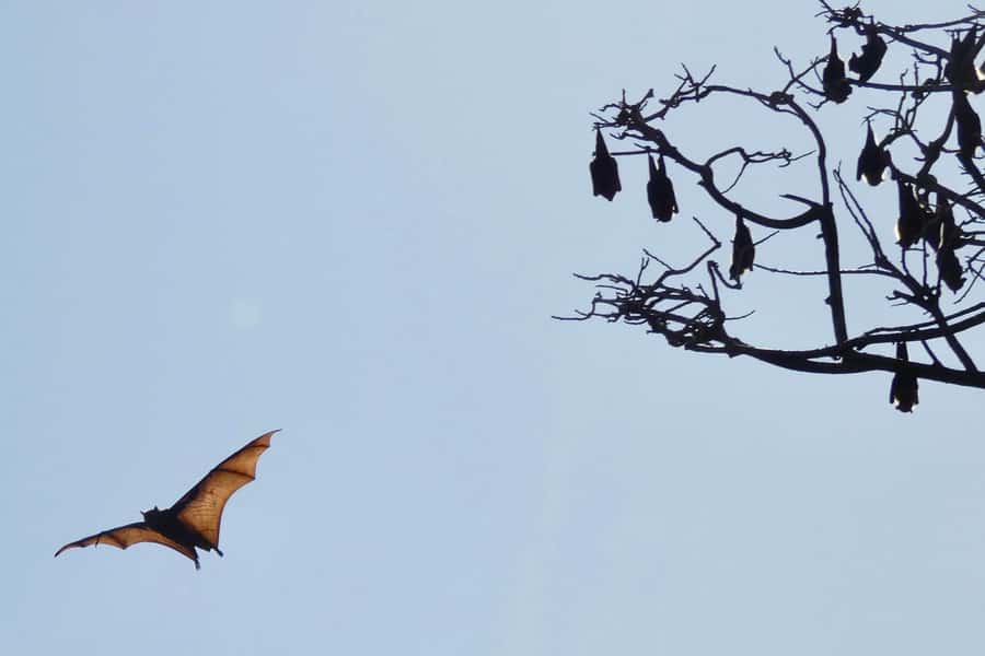 Sydney: Flying Fox Tour, Australia's Largest Bats - Is $49 a fair price?