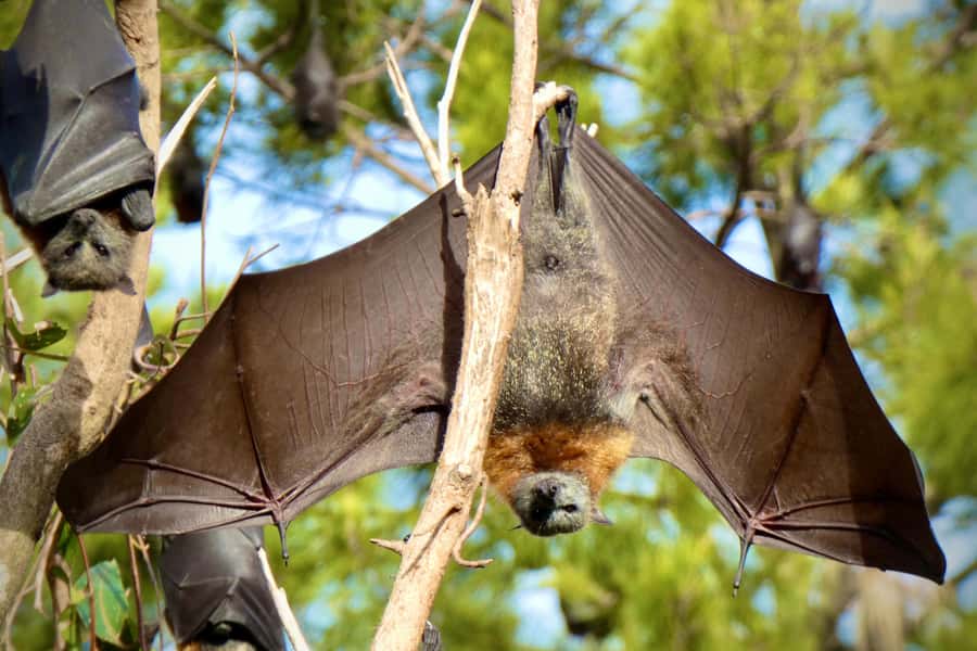 Sydney: Flying Fox Tour, Australia's Largest Bats - Who will enjoy this most?