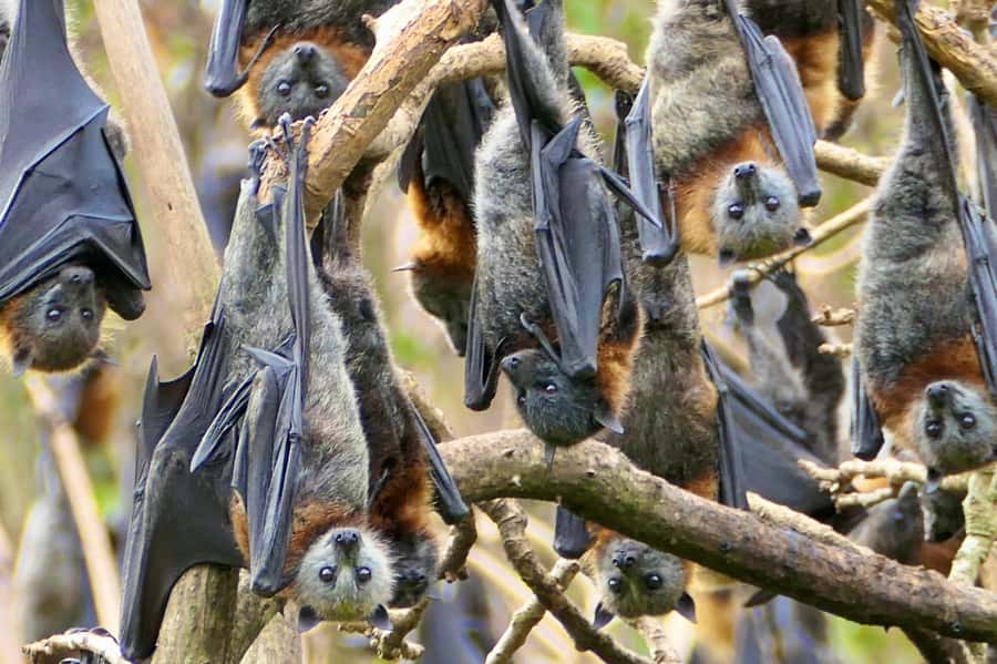 Sydney: Flying Fox Tour, Australia's Largest Bats - Meeting near Circular Quay