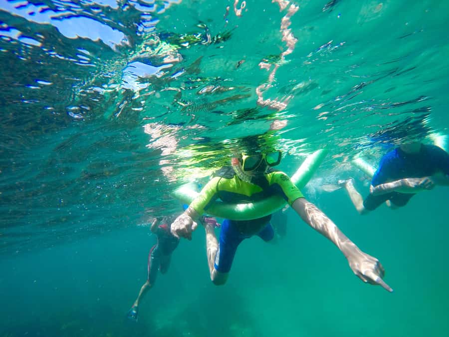 Sydney: Manly and Shelly Beach Snorkeling Tour - Quick points to know before booking