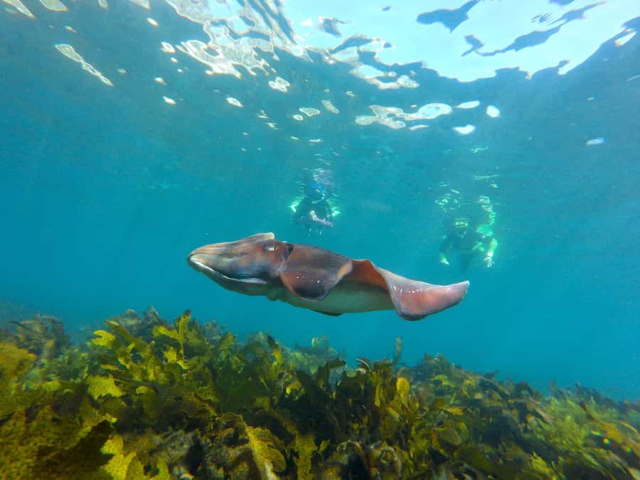 Sydney: Manly and Shelly Beach Snorkeling Tour - Preparing for the water at Cabbage Tree Bay