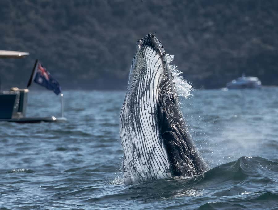 Sydney: Ocean Whale Watching Experience - Key points before you book