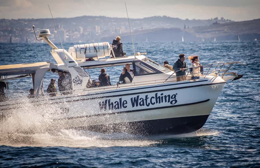 Sydney: Ocean Whale Watching Experience - From King Street Wharf to the open ocean