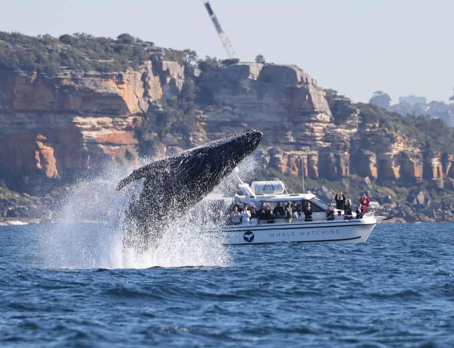 Sydney: Ocean Whale Watching Experience - The humpback migration in plain English