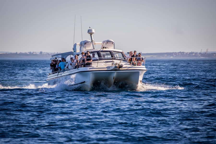 Sydney: Ocean Whale Watching Experience - Sea conditions, comfort, and what to wear