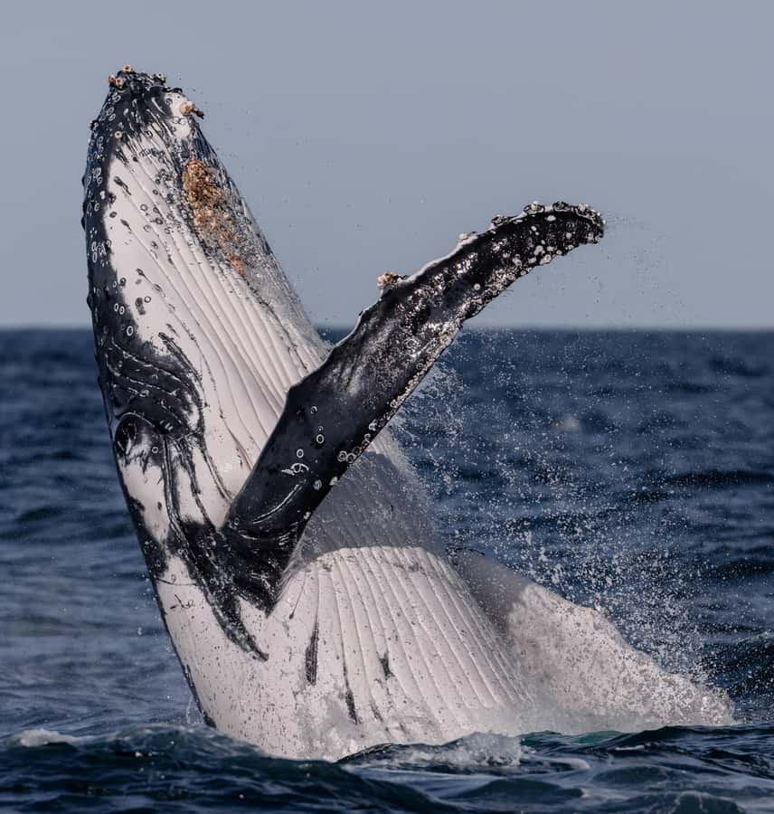 Sydney: Ocean Whale Watching Experience - The return through Sydney Harbour