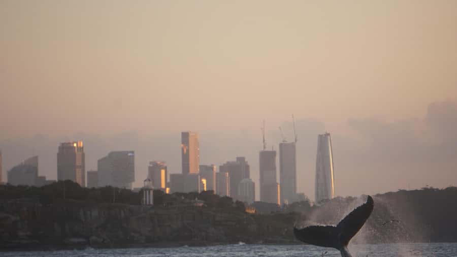 Sydney: Ocean Whale Watching Experience - Is $98 good value?