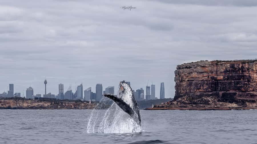 Sydney: Ocean Whale Watching Experience - Booking details worth knowing