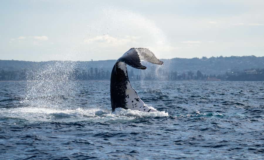 Sydney: Ocean Whale Watching Experience - Two hours with humpback whales near Manly