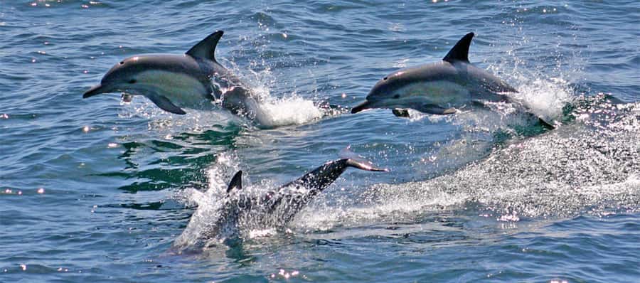 Sydney: Port Stephens Dolphin Cruise & Sandboarding Day Trip - Is $145 good value for a 12-hour outing?