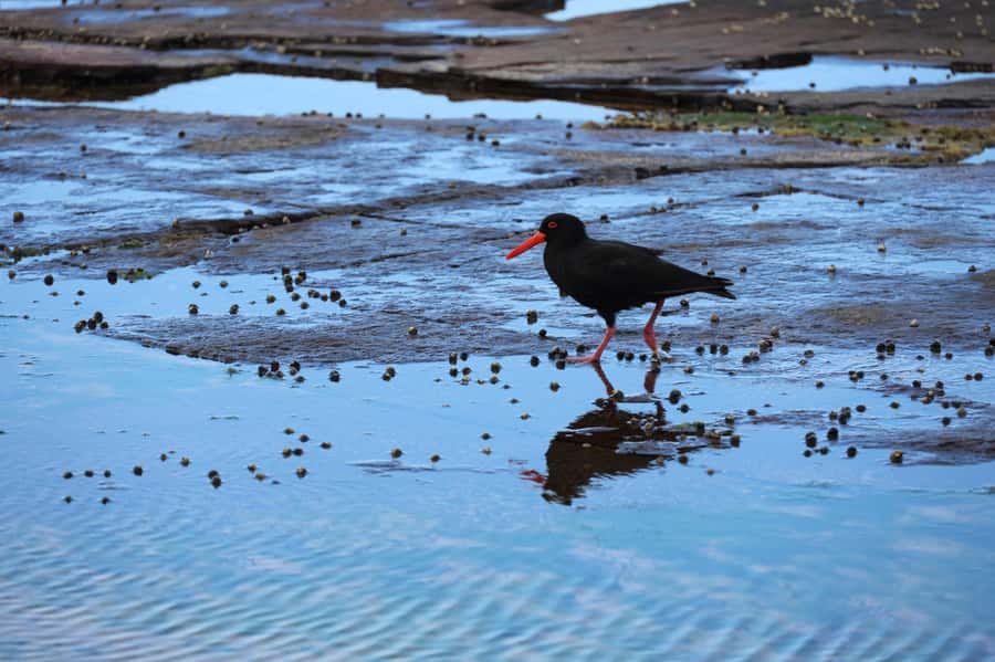 Sydney: Royal National Park private day tour - A relaxed final stop at Clifton