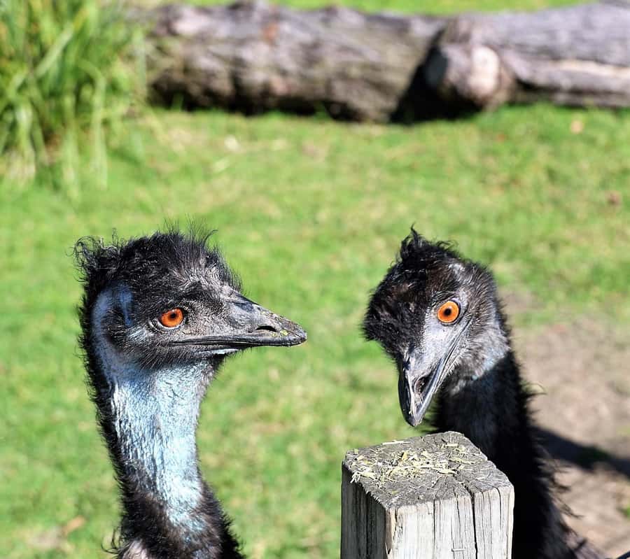 Sydney: Royal National Park private day tour - The rainforest drive adds welcome variety