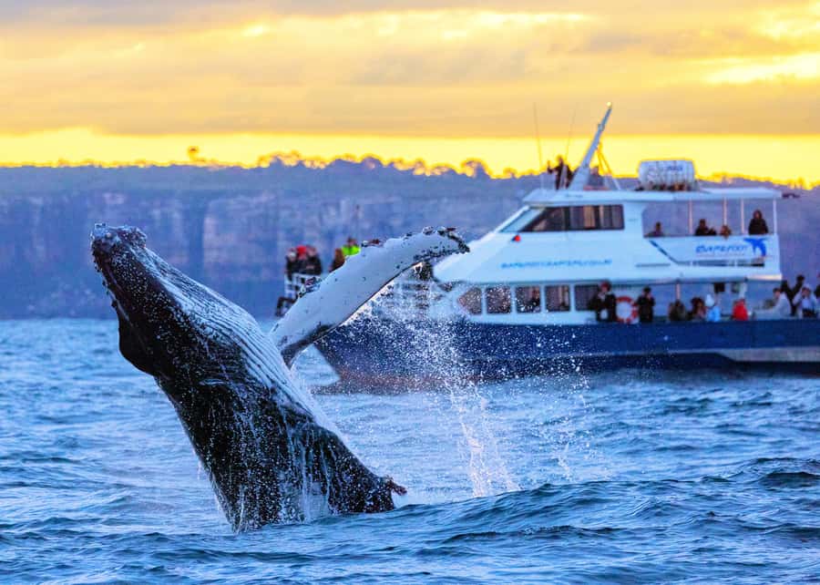 Sydney: Scenic Whale Watching Cruise - Whales Guaranteed - From Circular Quay to the Open Pacific