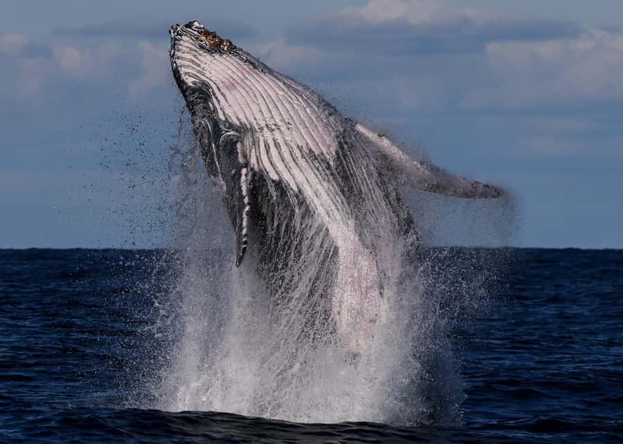 Sydney: Scenic Whale Watching Cruise - Whales Guaranteed - The Catamaran and the Best Place to Stand