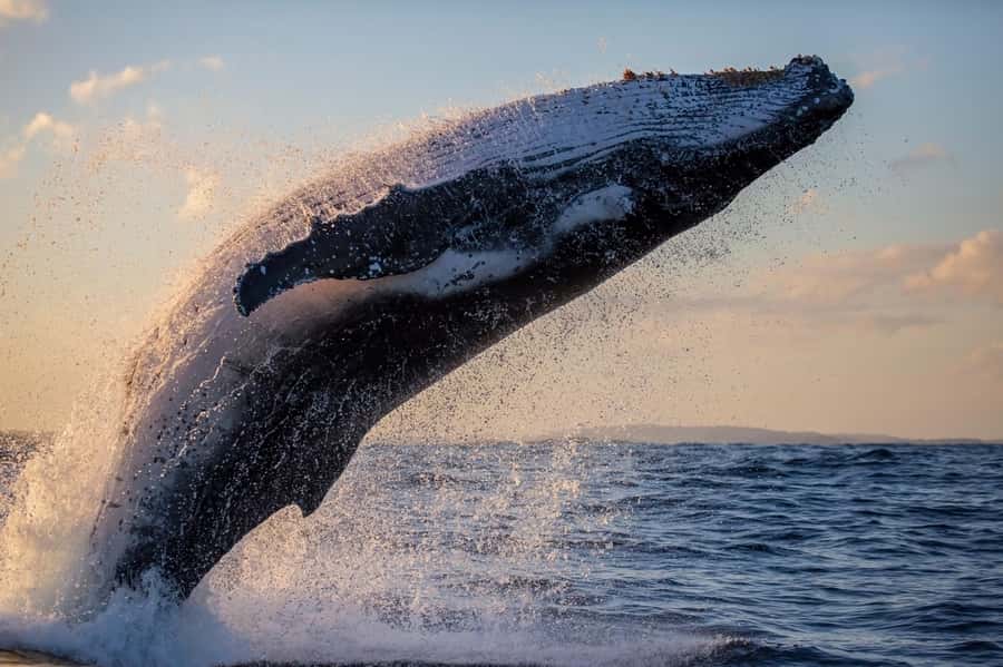Sydney: Scenic Whale Watching Cruise - Whales Guaranteed - Commentary from Captain Dean and Tom