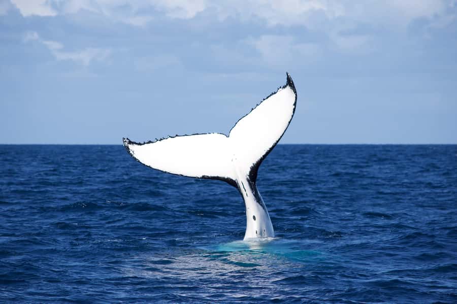 Sydney: Scenic Whale Watching Cruise - Whales Guaranteed - Rough Water, Clothing, and Comfort
