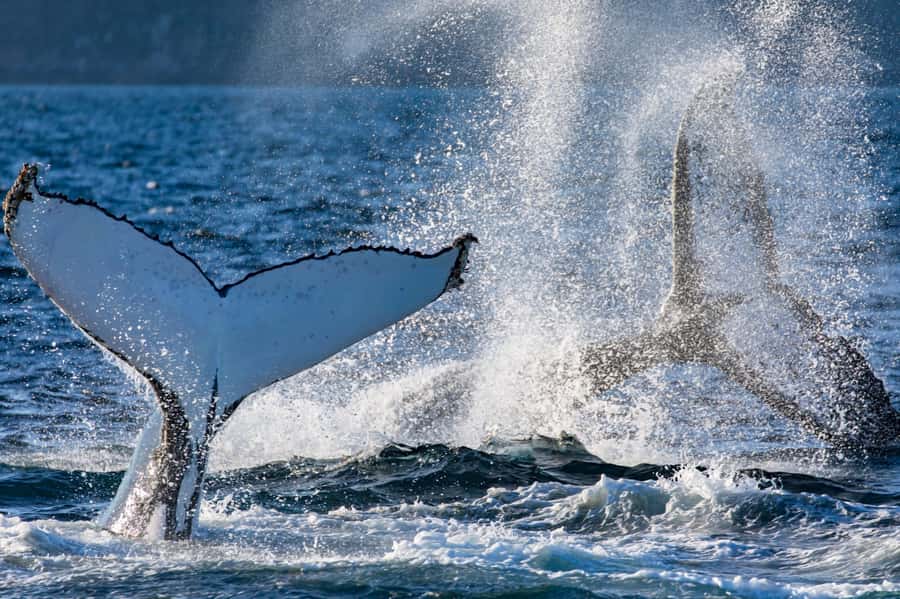 Sydney: Scenic Whale Watching Cruise - Whales Guaranteed - Is $45 Good Value?