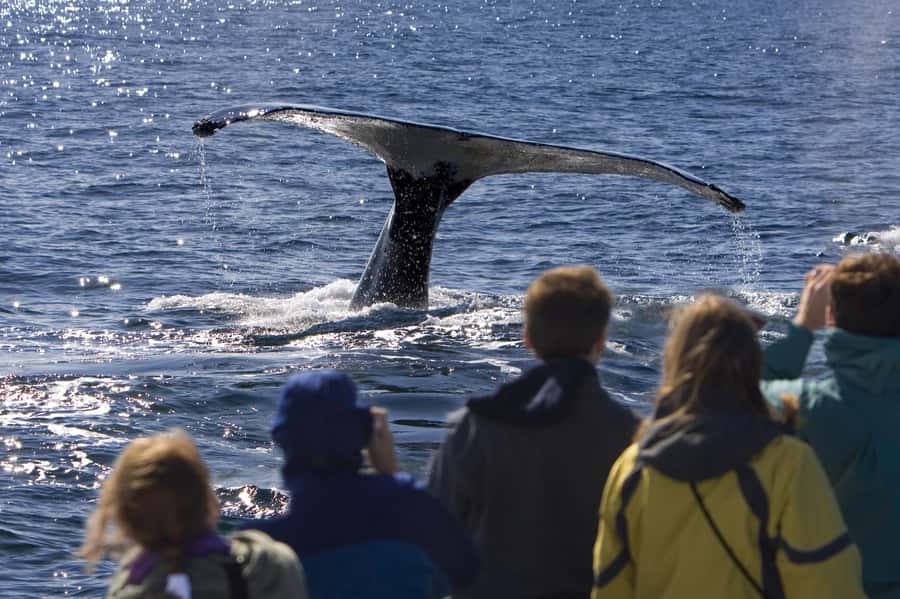Sydney: Scenic Whale Watching Cruise - Whales Guaranteed - Who Will Enjoy This Cruise Most?